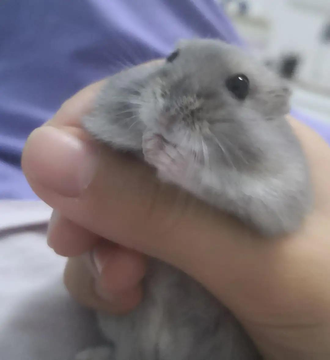 养仓鼠的必备品,养仓鼠的必备品有什么