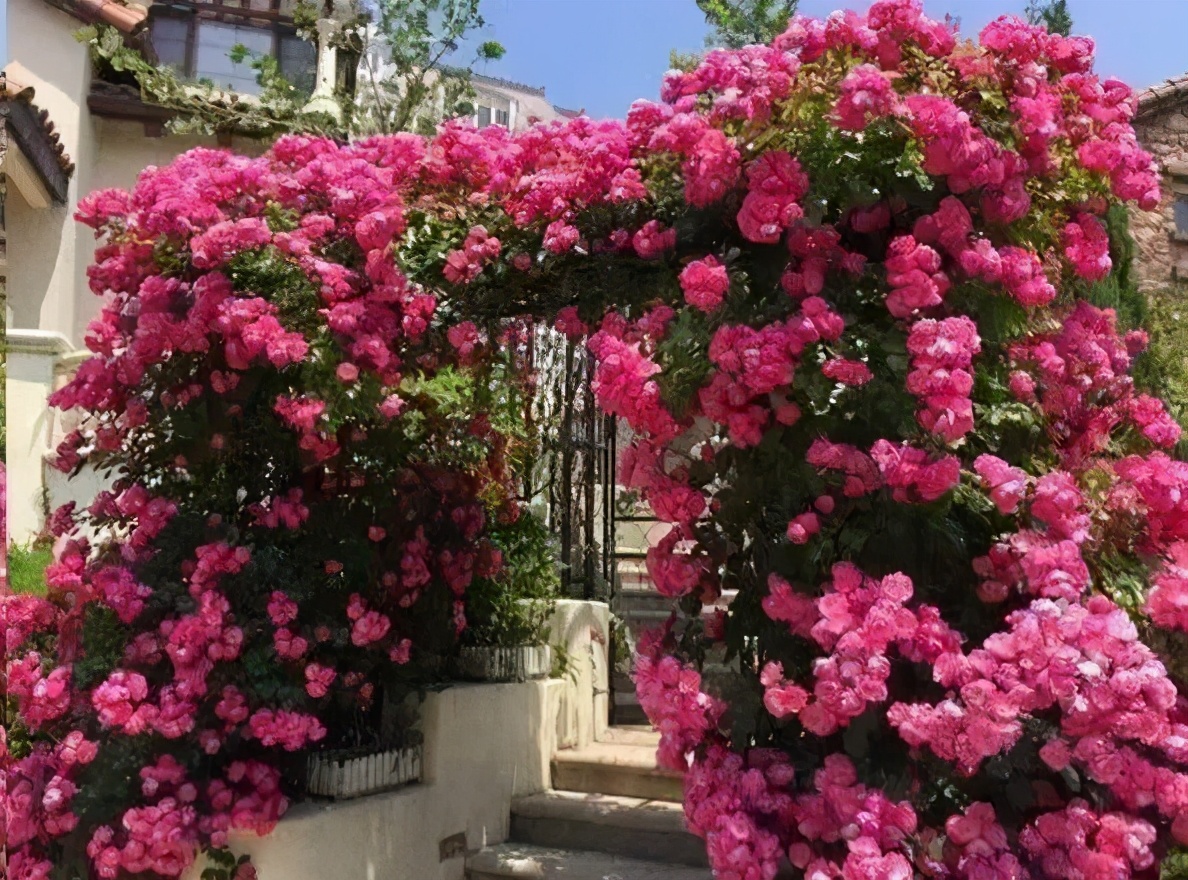 半开放阳台种哪种藤本花,适合室内养的天天都开花的藤科花