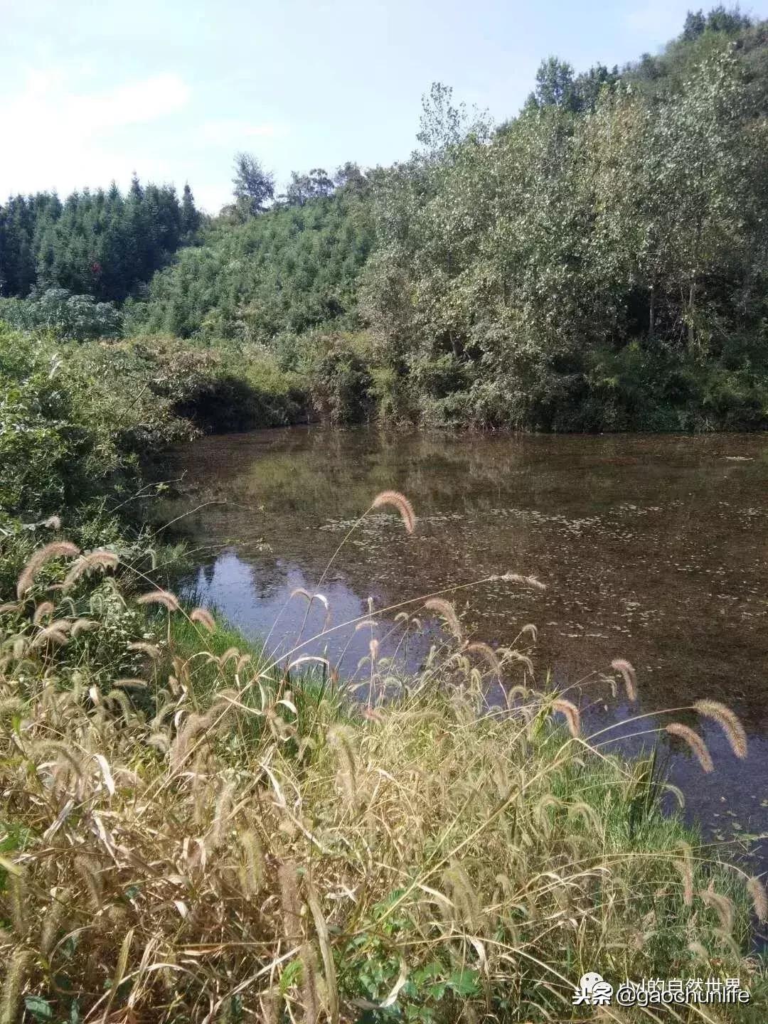 草龟难养,养草龟笔记