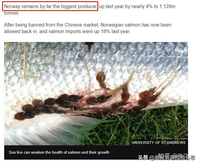 挪威三文鱼养殖环境恶劣纪录片,挪威三文鱼养殖环境恶劣新闻