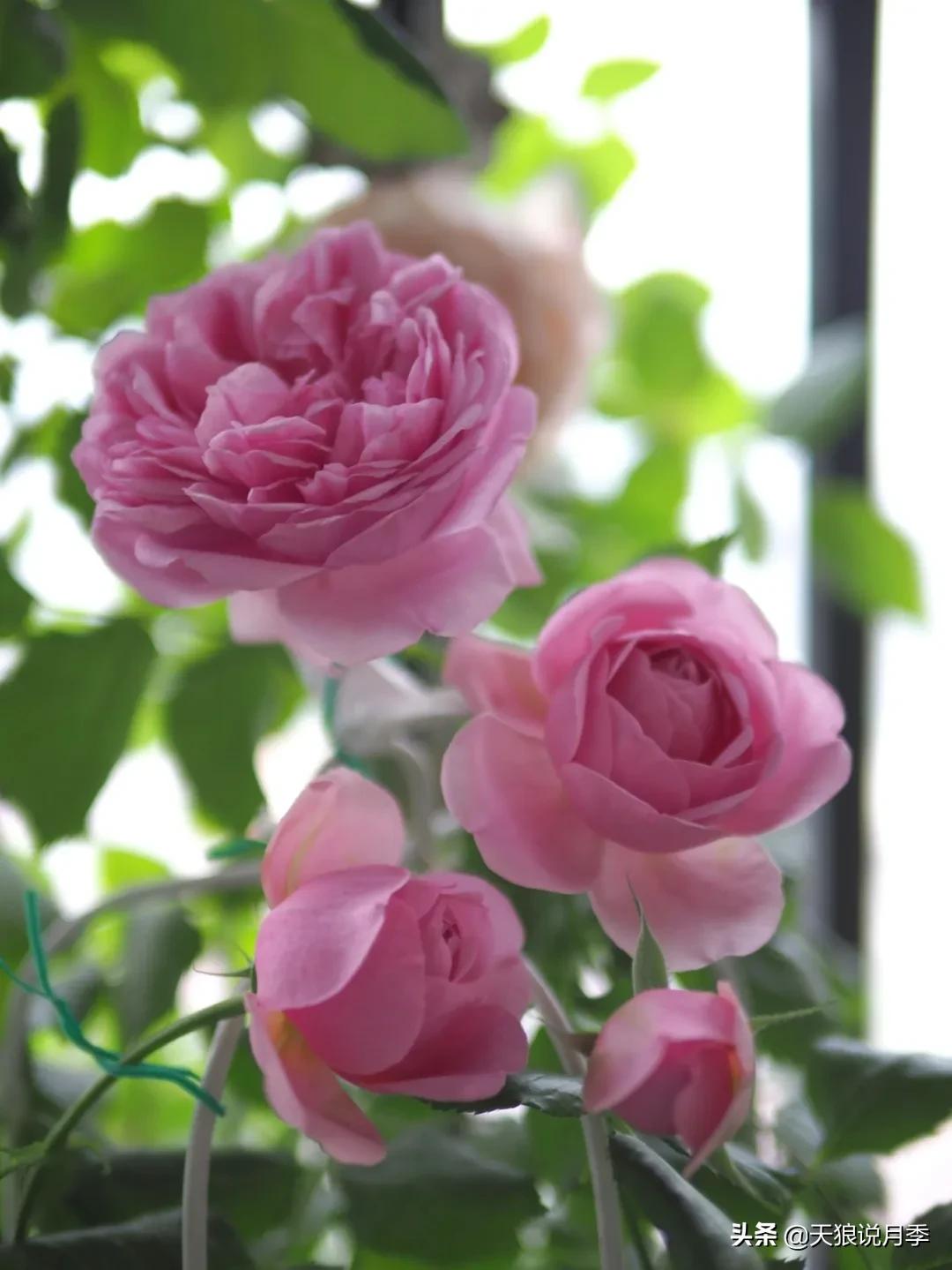 月季花是时候展现真正的技术了 (开春的第一波月季花就这么过去了)