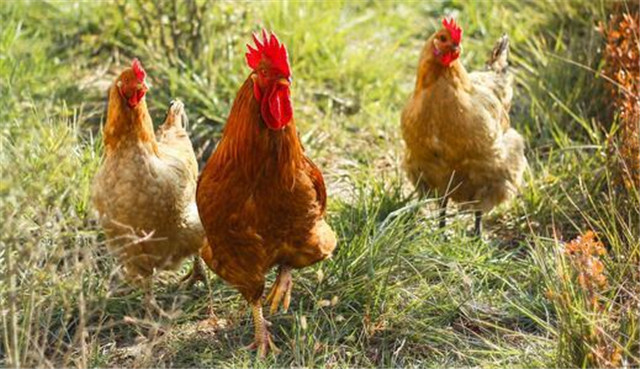 十年鸡头胜砒霜形容什么意思,十年鸡头胜砒霜真的是不能吃吗