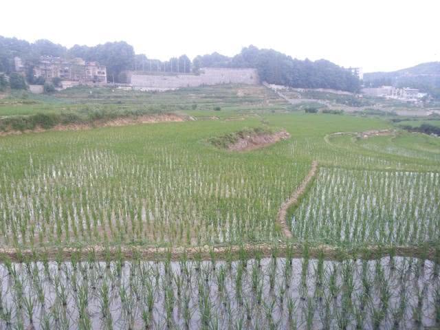 钓黄鳝技巧2.0,钓黄鳝技巧钩子是朝下还是横放