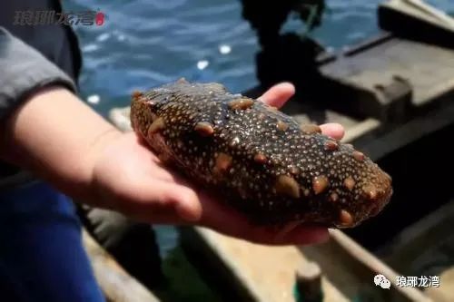 海参怎么吃既简单又有营养,海参老母鸡怎么炖最有营养