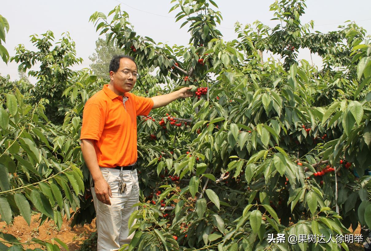 俗话说樱桃好吃树难栽啥意思,樱桃好吃树难栽教学