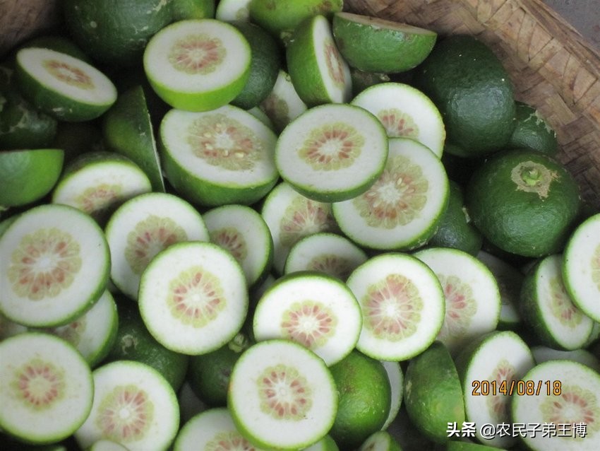 中药枳壳种子种植技术,枳壳育苗技术