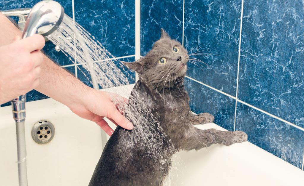 给猫猫洗澡要注意哪几点,怎么给猫洗澡是正确的方式