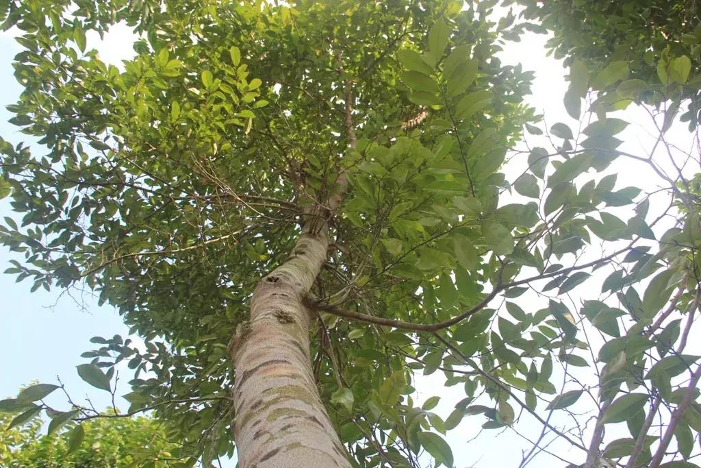 沉香树长得是什么样的,沉香漂亮