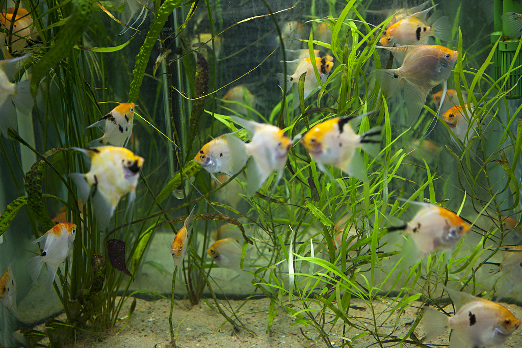 清洁小鱼缸的方法,鱼缸玻璃壁清洁小妙招