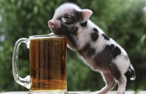 猪场小猪怎么治疗,猪场解决方案