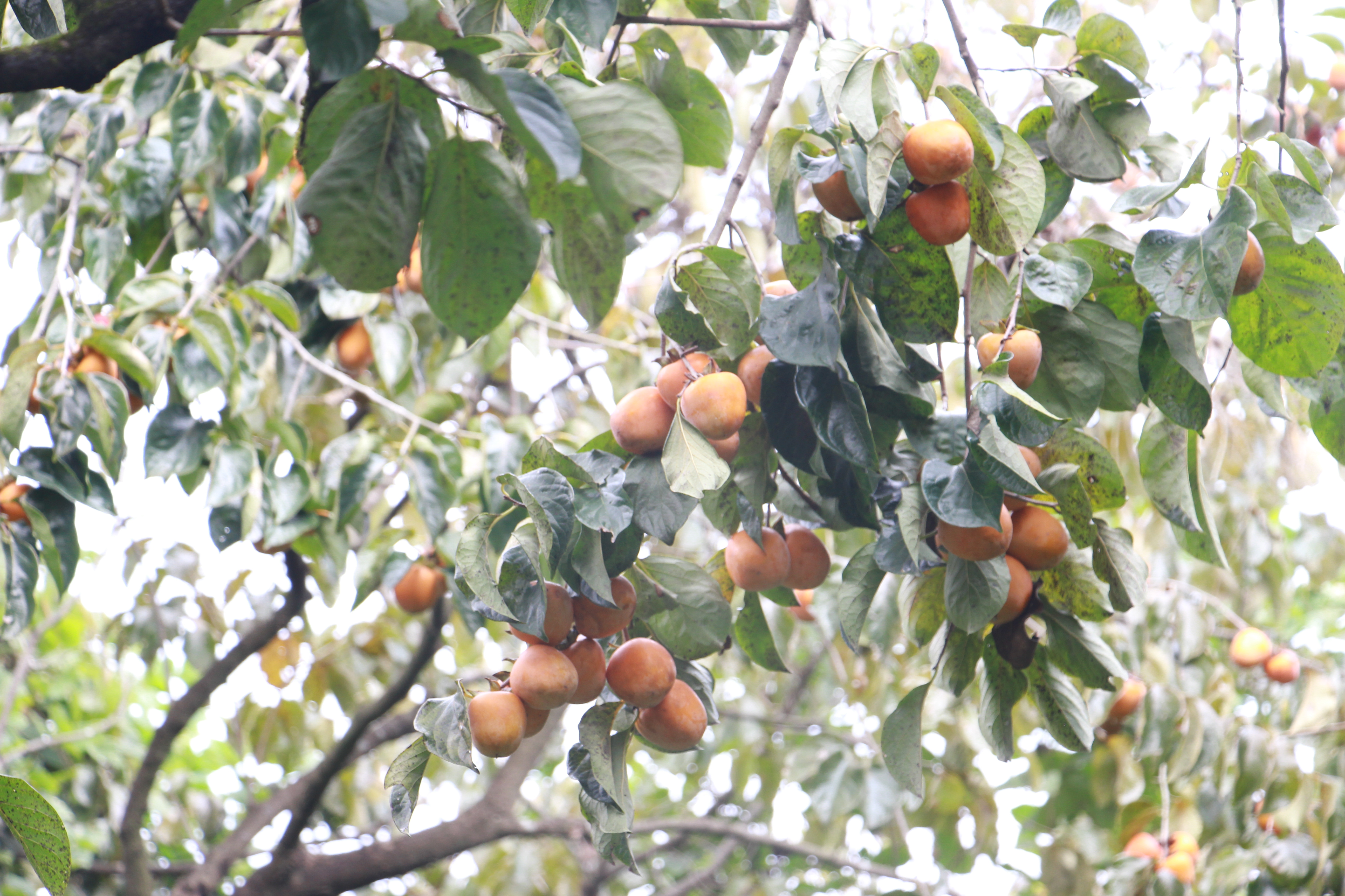 稻花飘香,柿柿如意——从化上罗村秋日拾趣