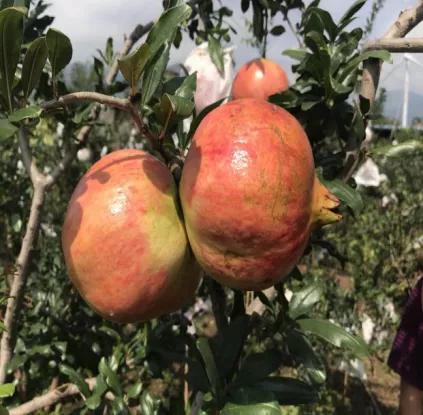 西昌黄联关镇：小石榴做出大文章软籽石榴映“红”乡村致富路