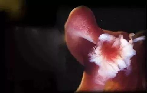 18张动图揭秘，你不是游得最快的那一个精子