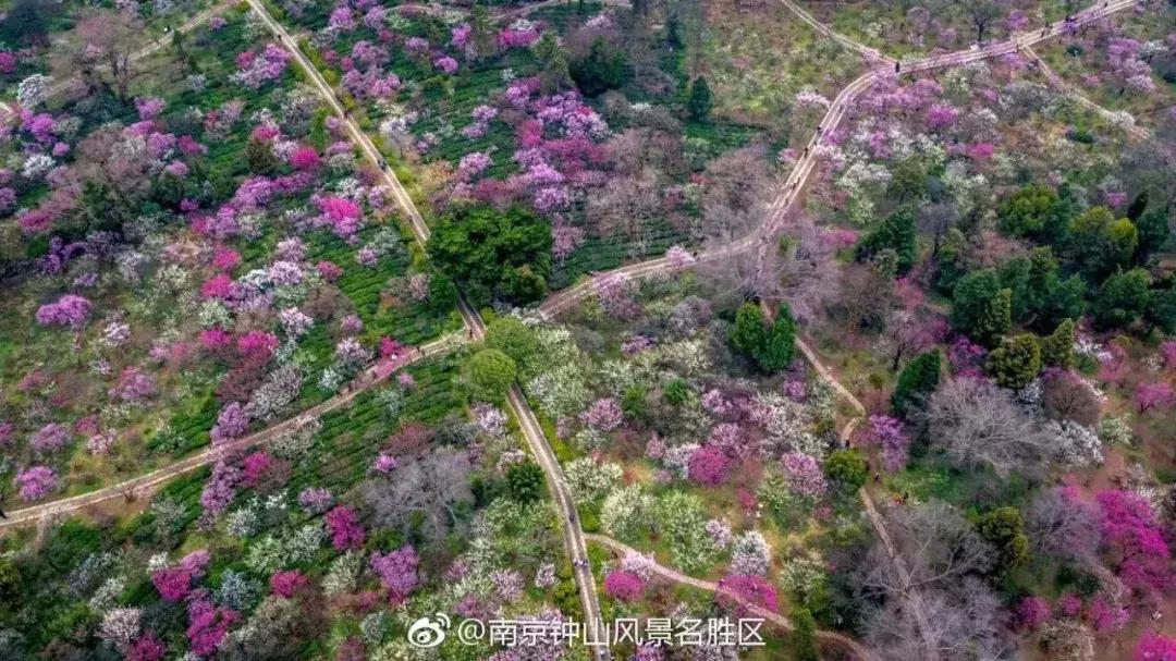 闻香寻梅最新图片,闻香寻梅最新视频