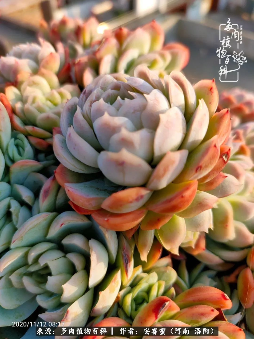 现在是多肉最美的季节,多肉最美的季节来啦