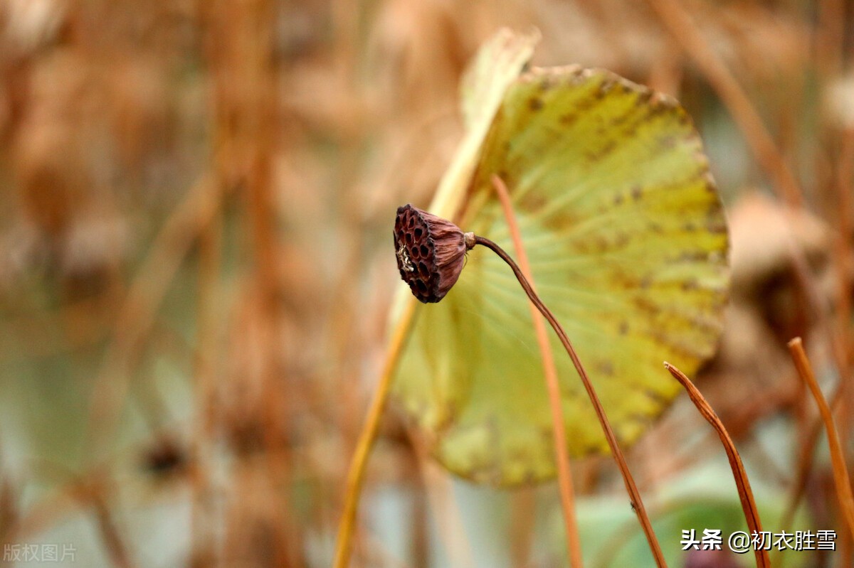 赠荷花古诗李商隐,荷花诗句经典名句李商隐