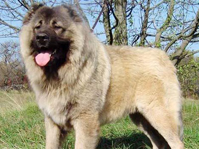 全球十大猛犬藏獒都排不上名次,藏獒vs各种猛犬谁是霸主