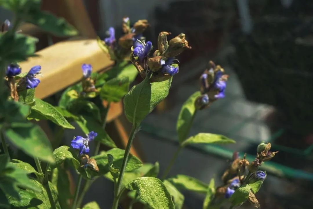 盆栽鼠尾草的养殖方法,盆栽鼠尾草的养殖方法和技术图片