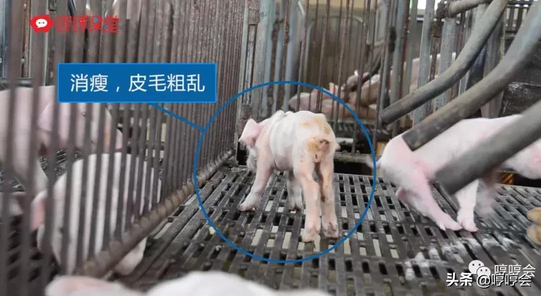 猪腹腔补液方法,腹腔补液视频教程