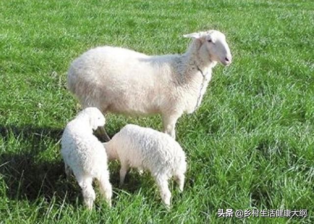老养殖户告诉您,羊瘦弱的主要原因解决办法,学会4点,就可以了