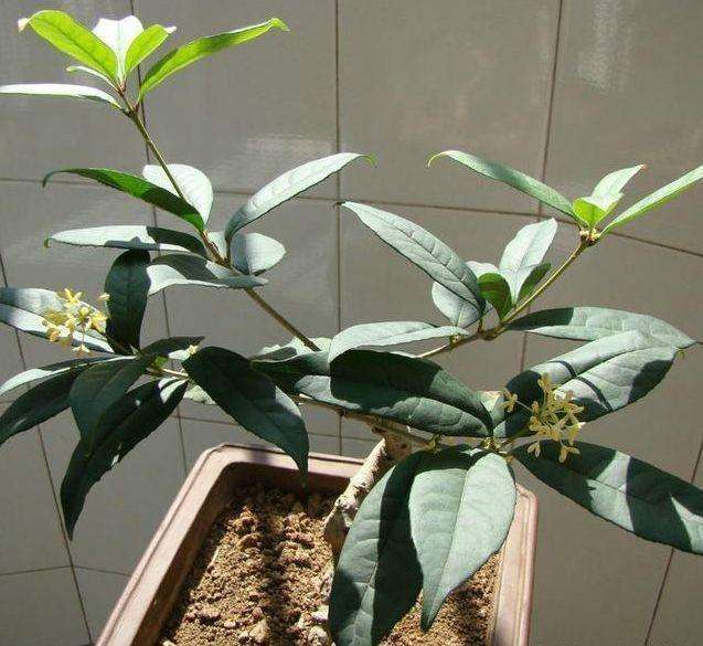 桂花怎么换盆注意事项,桂花换盆需要注意什么