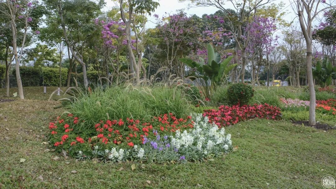 香蜜湖约会,香蜜湖真的要再见了吗
