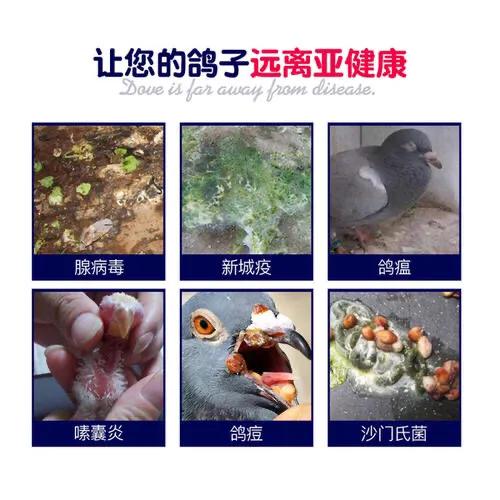 信鸽病防治,信鸽疾病的预防常识