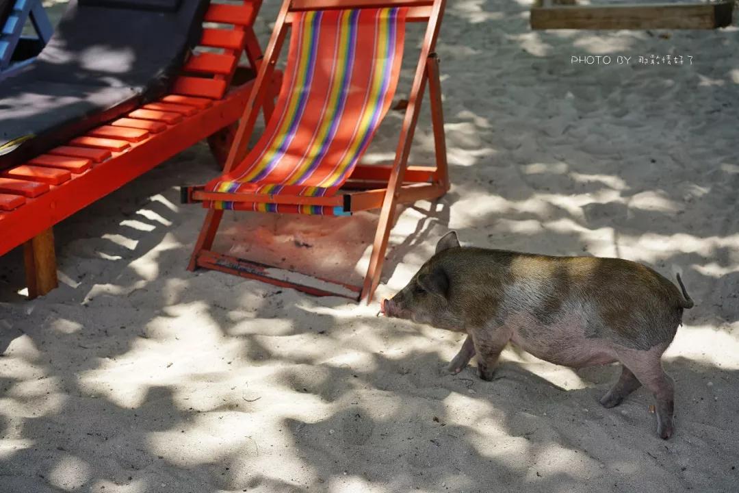 美国艺术家老夫妇定居苏梅岛十年，教游客画垃圾桶，唤醒环保意识