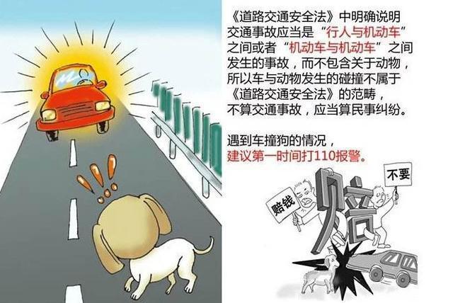 撞了狗逃逸不赔偿被起诉了怎么办,撞了一条狗算是肇事逃逸吗