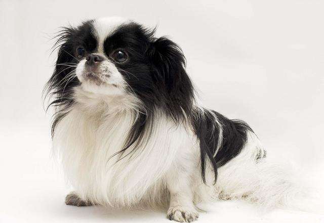 狗狗知识大全100条,狗狗知识百科大全巴哥