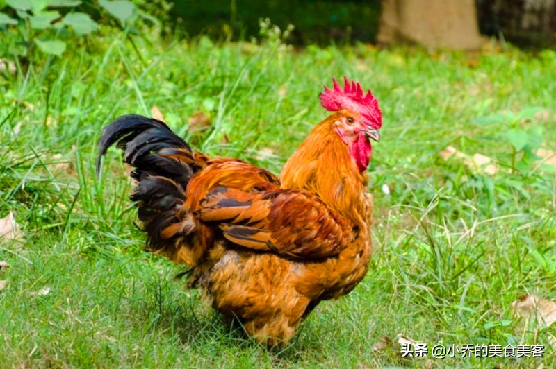 十年鸡头胜砒霜视频,十年鸡头胜砒霜是什么意思