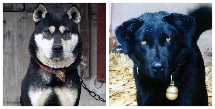 中华田园犬走进外国,中华田园犬走进千家万户