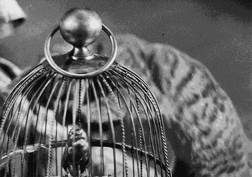 能不能养宠物鼠狗兔猫,能不能养宠物鼠猫狗呢