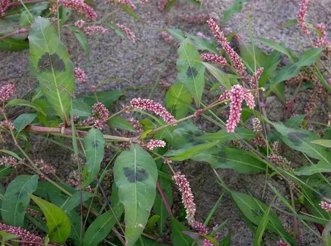 带你们认识这些野生草药,农村随处可见的几种野生中草药