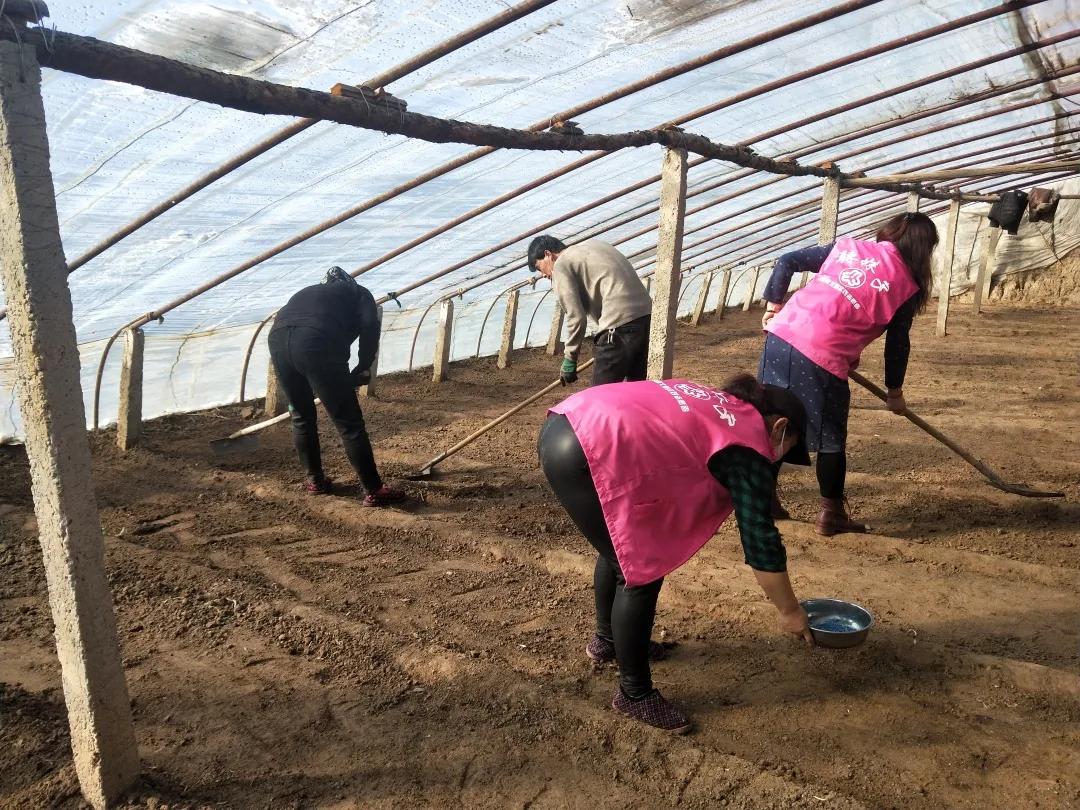 战疫芳华别样三八丨巾帼雷锋志愿先行·“抗疫生产”拼双赢“巾帼雷锋”助春耕