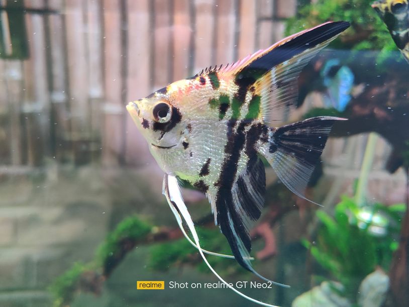 realme870鎵嬫満,realme870