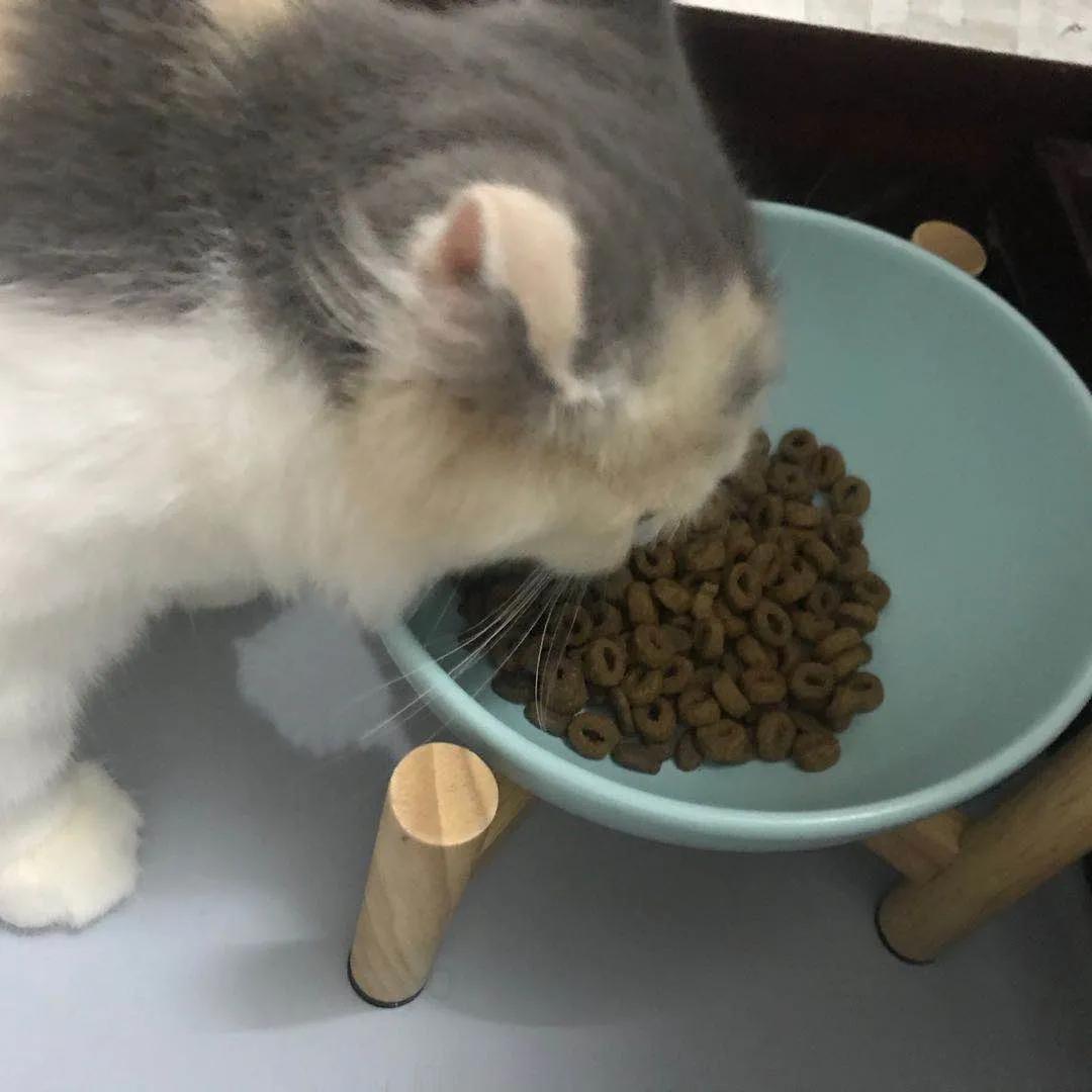 网约车猫咪托运,小猫可以用顺风车托运么