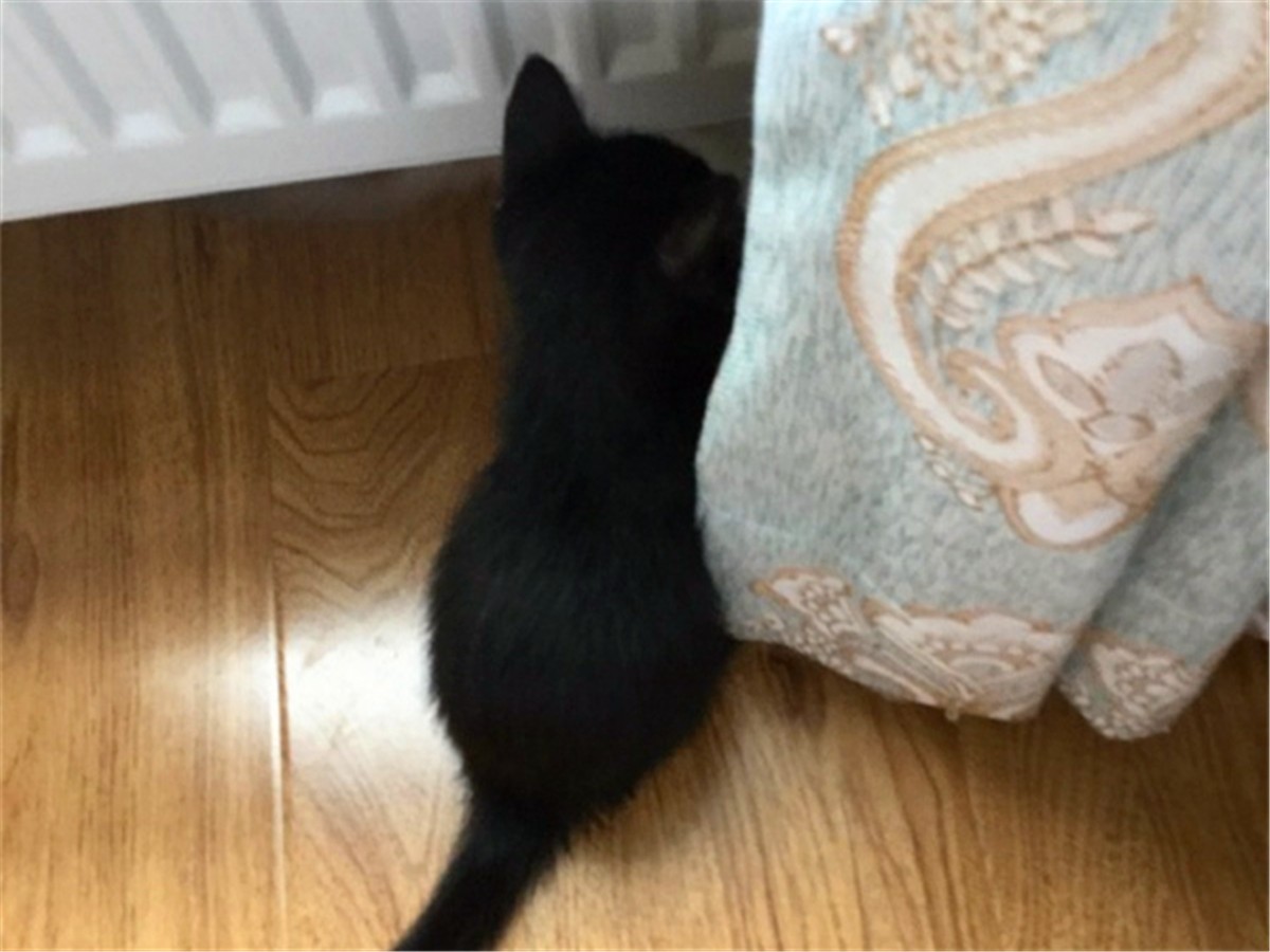 黑猫的性格与脾气怎么样,黑猫具有什么特点和性格