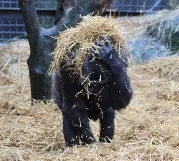 缅甸最高温突破47.2°C，仰光大金塔鱼池的鱼都被热死了