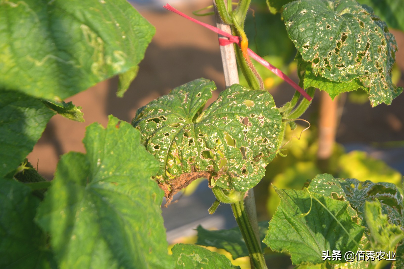 黄瓜叶片呈伞状是啥原因,黄瓜叶片穿孔是什么病