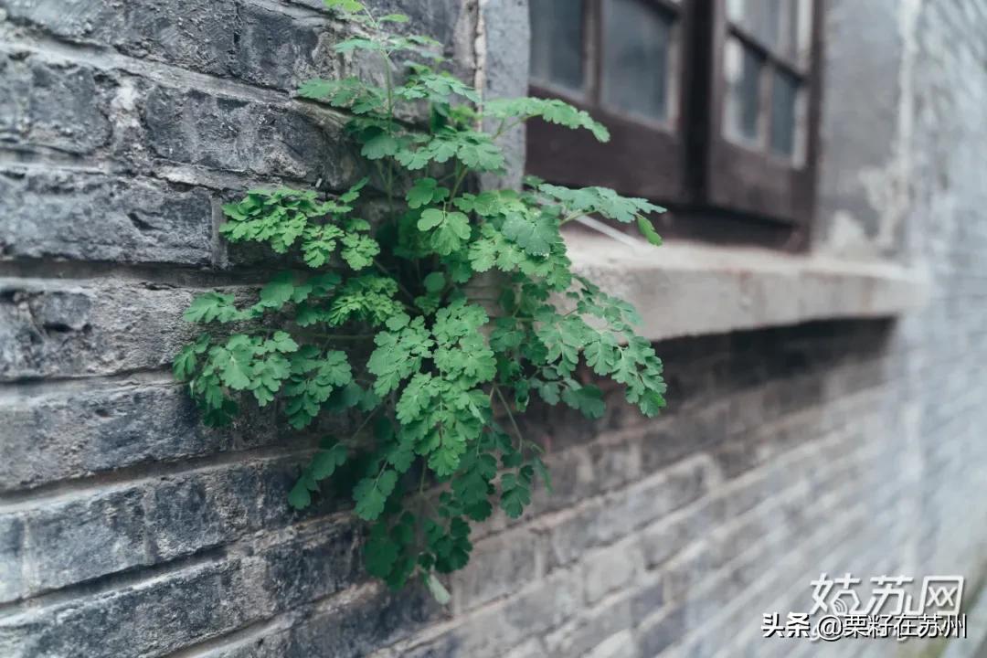 苏州有一条南京路,苏州古城区步行路线