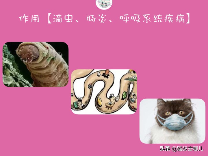 甲硝唑驱虫给猫用的剂量,养猫用药小技巧图片