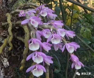 秋石斛兰叶黄了,石斛兰叶子黑尖