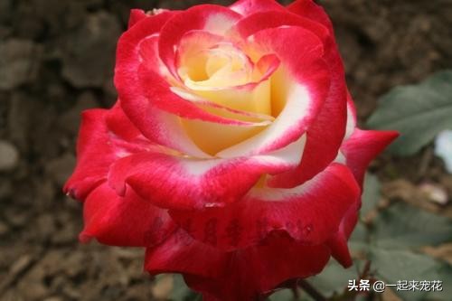 十种高颜值勤开花浓香大花月季,大花月季有哪些品种比较好看的