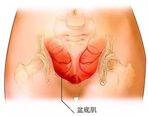 盆底肌肉松弛漏尿的锻炼方法,盆底肌肉松弛漏尿的锻炼方法哑铃