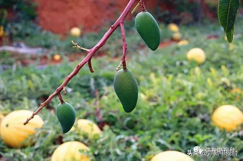 弥勒千亩西瓜熟了！黄心瓜、红心瓜、小香瓜…你喜欢哪种？