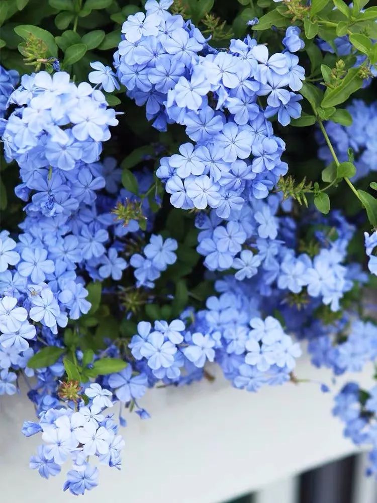 哪些花是开花机器,开花最香最好看繁殖能力还强的花