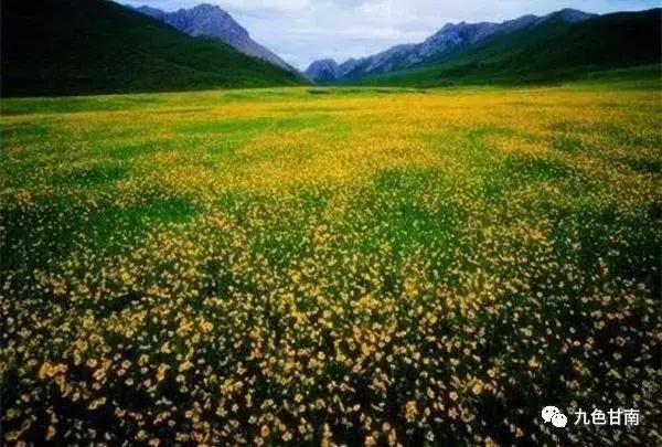 六月下旬甘南大草原花海,七月的甘南草原花海风光