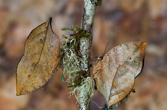 龟类的进化过程图片,龟鳖目动物外形特征