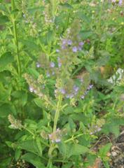 临诊碎玉平喘仙草——癞蛤蟆草的功效